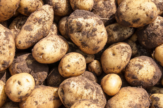 Organics potatoes