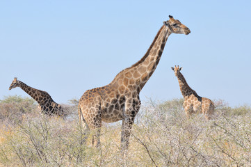 Obraz na płótnie Canvas Three Giraffes