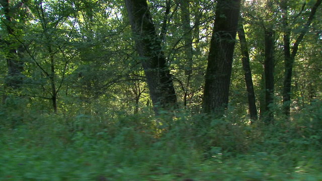 Forest at sunrise - steadicam shot