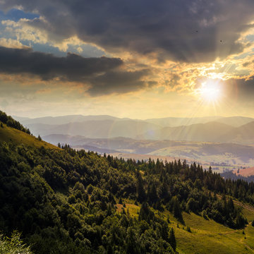 coniferous forest on a  mountain slope at sunset
