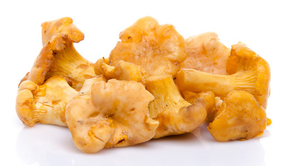Chanterelle mushrooms