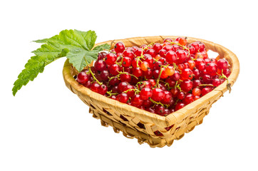 Red currant