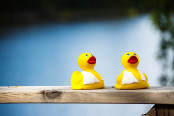ducklings rubber toys on blue blur background