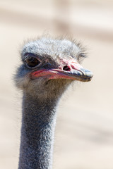 Ostrich on a farm in Serpukhov, Moscow Oblast, Russia