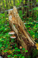 stump_mushrooms