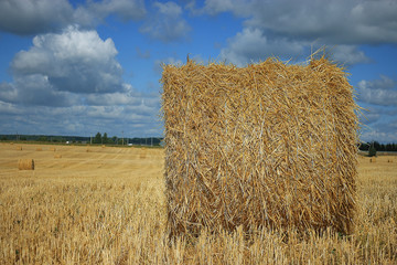 barley field texture landscape