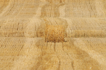 barley field texture landscape