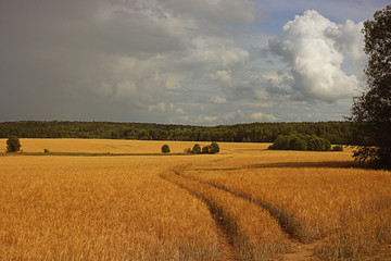 Fototapeta premium barley field texture landscape
