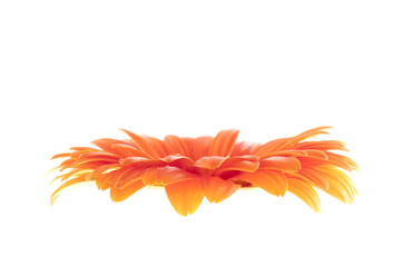 Flower orange gerbera isolated on white background