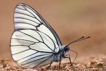 white butterflies on sand