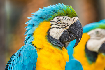 Scarlet Macaw
