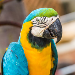 Scarlet Macaw