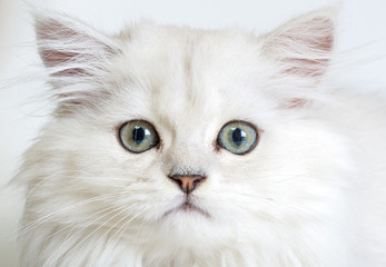 kitten on a white background
