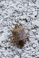 Brown Marmorated stink bug