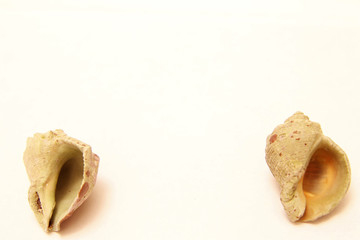 Sea shell pair isolated on the white background