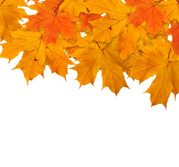 Autumn maple branch with leaves isolated on a white background