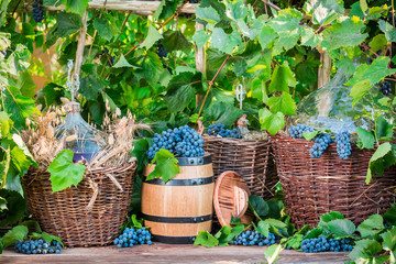 Demijohn in a wicker basket and dark grapes