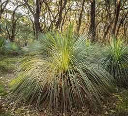 Fototapeta premium Australian Landscape