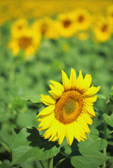 Beautiful sunflowers field