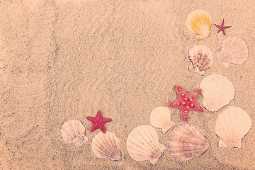 Seashells on sand, close-up