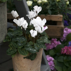 white cyclamens in bowl on barrel as decoration