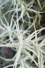 Thillandsia sp., Bromeliaceae, Ecuador