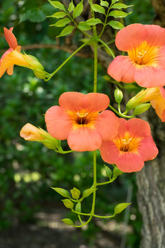 Fototapeta Orange big flower, Campsis grandiflora, Bignoniaceae