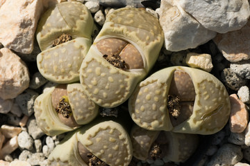 Lithops julii, South Africa