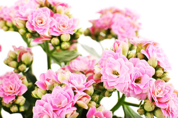 Beautiful pink flowers, close-up