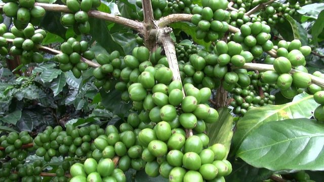 Coffee Plants, Plantations, Farms, Nature