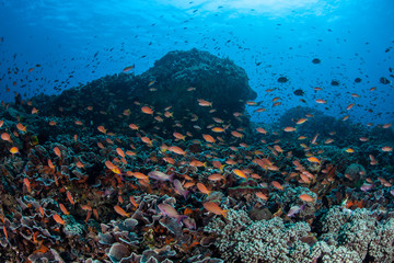Fototapeta na wymiar Vibrant Fish on Coral Reef