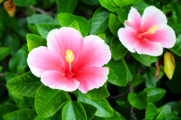 Pink hibiscus Flower,Tropical Flower.