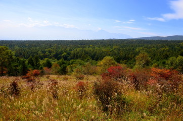 Fototapeta premium 八ヶ岳 美し森