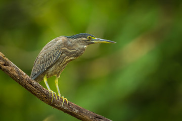 Portrait of Little Heron (Butorides striata)