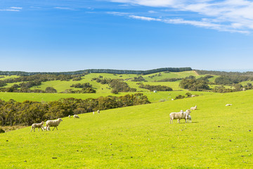 Sheep