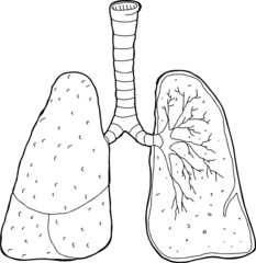 Outlined Cross Section Lungs