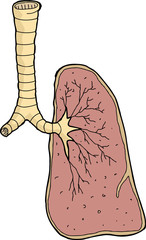 One Human Lung