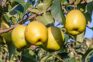 Pear fruit on the tree