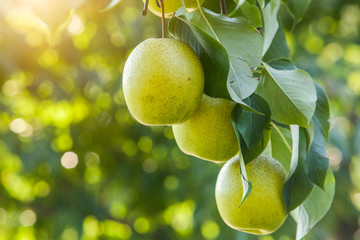 Pear fruit on the tree