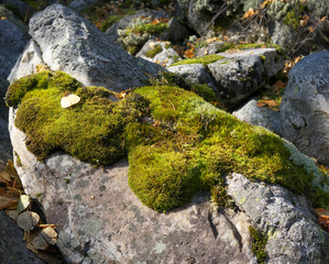 moss on the stone.