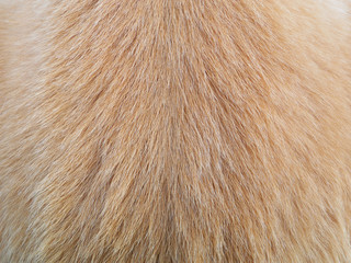 Macro Dog Hair