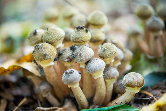 Honey agaric mushrooms.