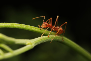 Ant walking on twigs