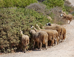 Obraz premium moutons autour d'un buisson