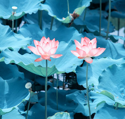 blooming lotus flower