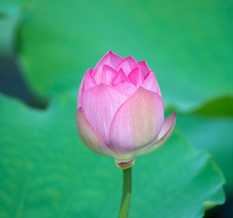 blooming lotus flower