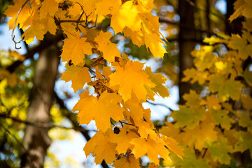 autumn leaves on a tree