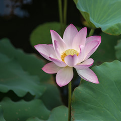 Water Lily on grunge textured background