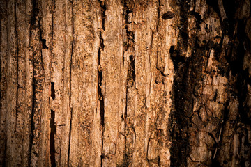 Very Old Wood Background