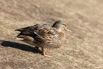 duck in sunny day